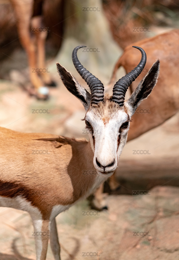 深圳博物館野生動物標本羚羊（主預覽-6633115） - 未分類 - 站酷設計師阿信Photo原創(chuàng)素材 - 站酷ZCOOL