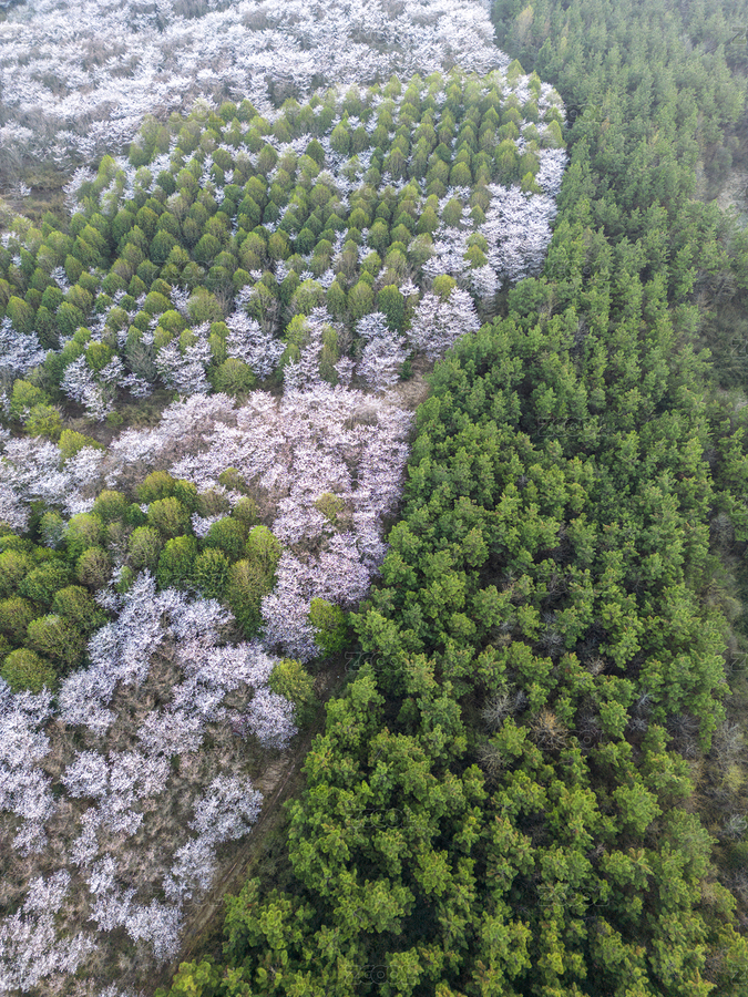 航拍中國安徽省宣城市郎溪縣新和千畝櫻花林（主預(yù)覽-472716） - 未分類 - 站酷設(shè)計(jì)師yuwenling原創(chuàng)素材 - 站酷ZCOOL