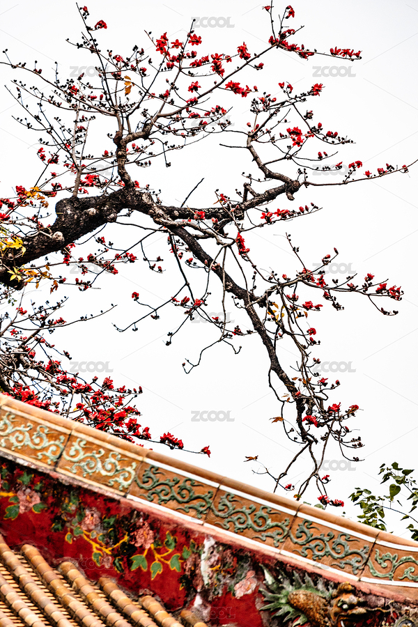 中國廣東省廣州市越秀區(qū)農(nóng)講所木棉花（主預覽-8799017） - 未分類 - 站酷設計師zxl2046原創(chuàng)素材 - 站酷ZCOOL