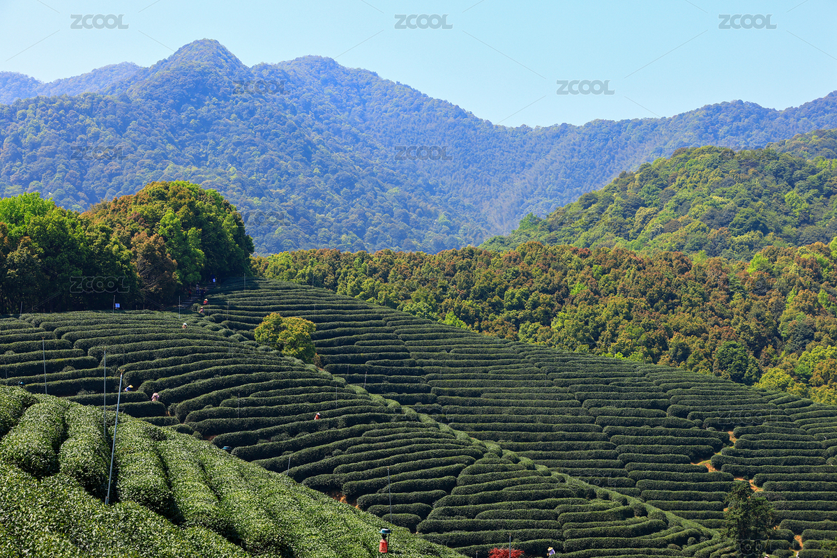 中國杭州龍塢春天里的茶園風光（主預(yù)覽-8669840） - 未分類 - 站酷設(shè)計師初小夏夏原創(chuàng)素材 - 站酷ZCOOL