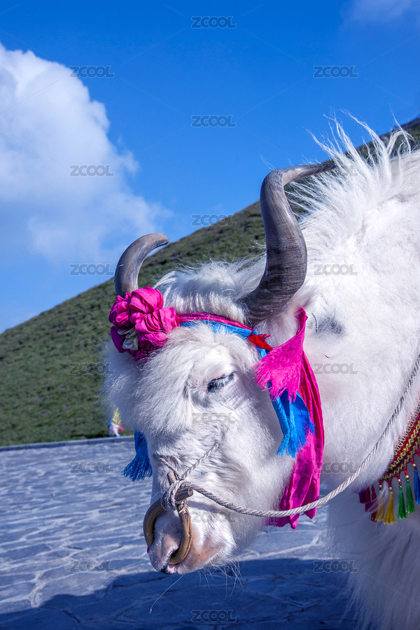 青海海南湟源縣日月山上白牦牛（主預(yù)覽-8943832） - 未分類 - 站酷設(shè)計師小聊紳士原創(chuàng)素材 - 站酷ZCOOL