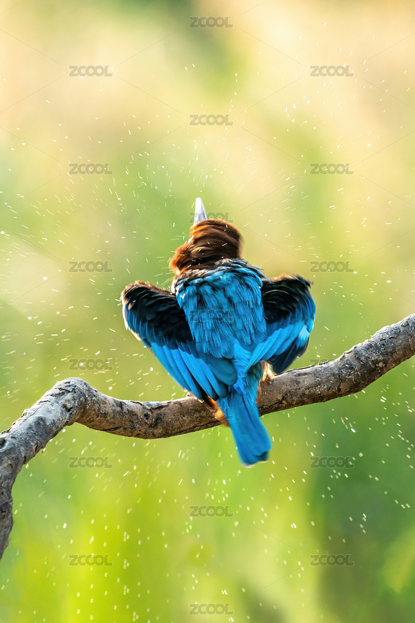 白胸翡翠鳥站立在棲息的樹枝上清潔羽毛（主預(yù)覽-9018105） - 未分類 - 站酷設(shè)計(jì)師sunny0756原創(chuàng)素材 - 站酷ZCOOL