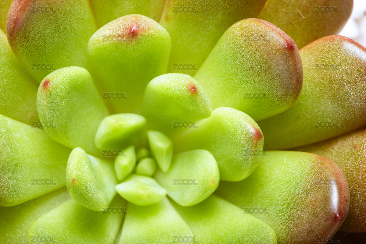 紅寶石綠色多肉植物俯視角度微距背景圖（主預覽-8792875） - 未分類 - 站酷設計師SteveWoolf原創(chuàng)素材 - 站酷ZCOOL