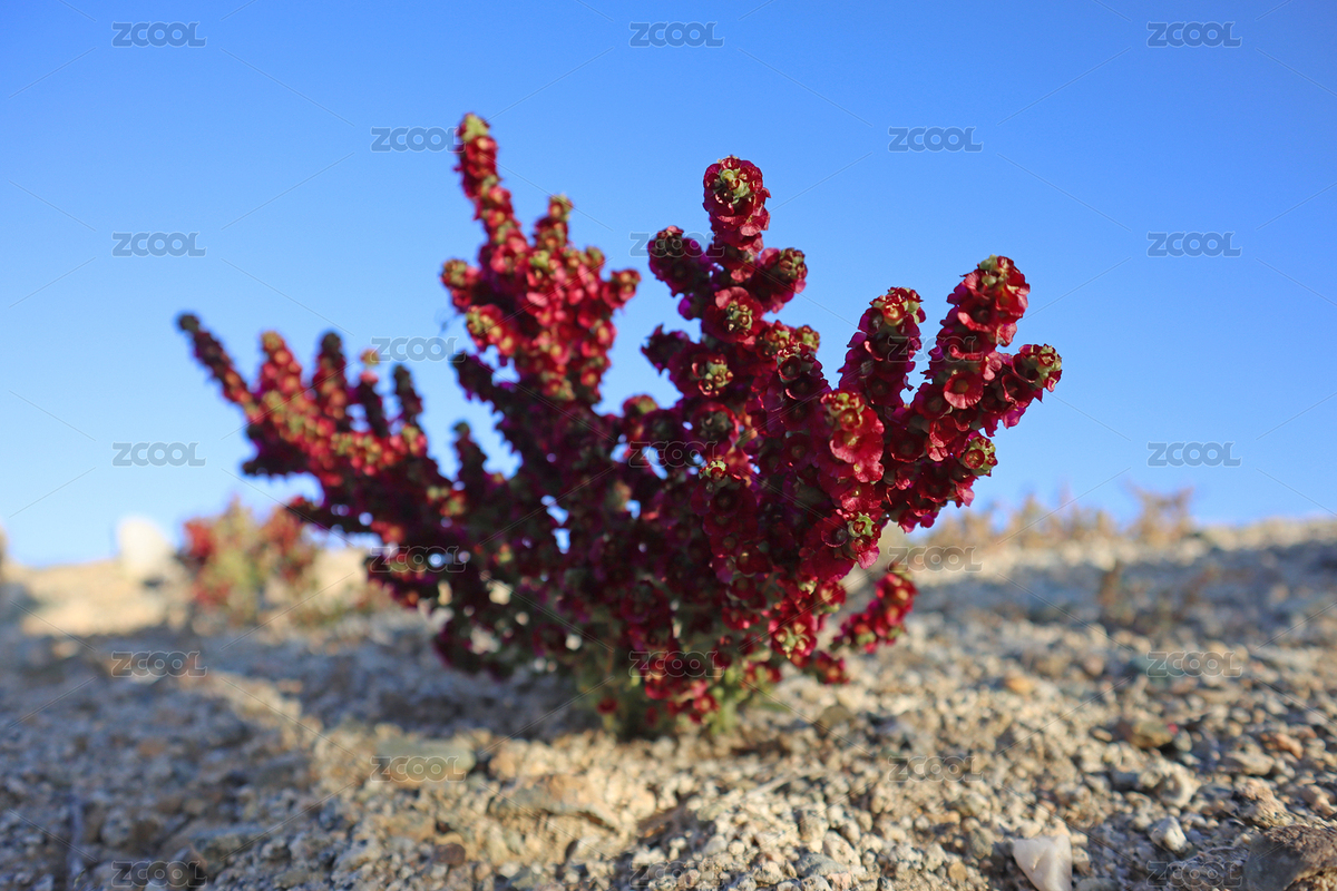 秋来荒漠大黄格外红（主预览-8880203） - 未分类 - 站酷设计师孙继虎原创素材 - 站酷ZCOOL