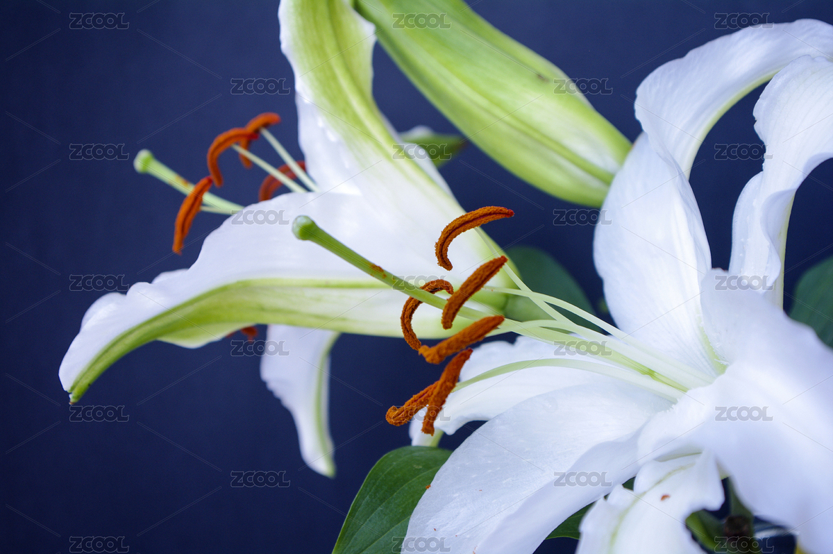 百合花（主预览-9110170） - 未分类 - 站酷设计师wmei5881原创素材 - 站酷ZCOOL