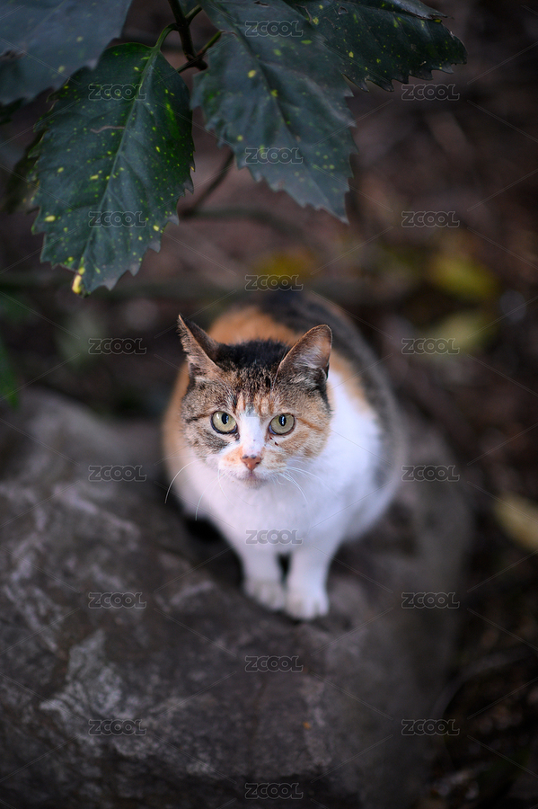 中華田園貓三花貓（主預(yù)覽-8201159） - 未分類 - 站酷設(shè)計(jì)師錦瑟闌珊原創(chuàng)素材 - 站酷ZCOOL