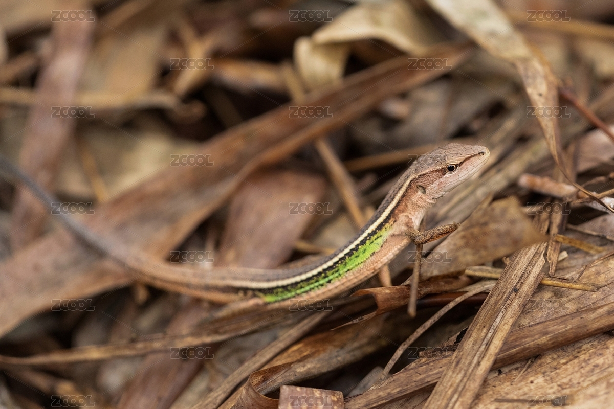 一只草蜥（主預覽-2381671） - 未分類 - 站酷設計師原野三月原創(chuàng)素材 - 站酷ZCOOL