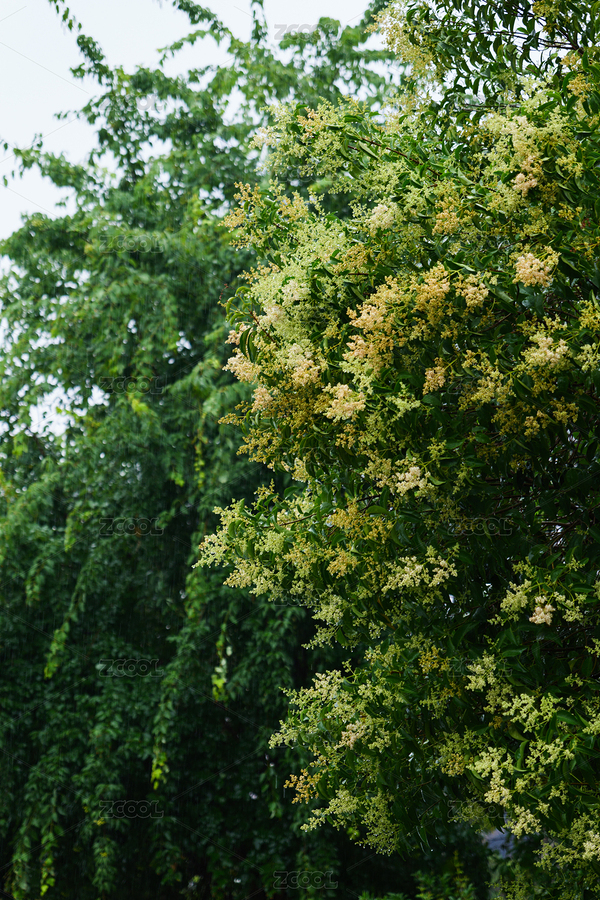 初夏時節(jié)開著黃白色花朵的女貞樹（主預(yù)覽-5812358） - 未分類 - 站酷設(shè)計師pseudo_djq原創(chuàng)素材 - 站酷ZCOOL