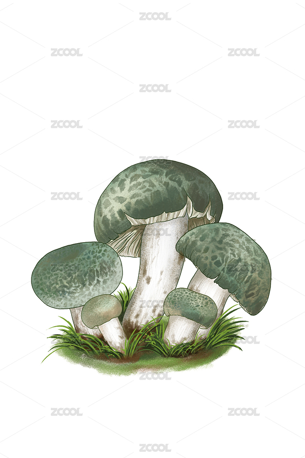 手繪青頭菌（主預(yù)覽-2508725） - 未分類 - 站酷設(shè)計(jì)師拾6號(hào)_原子筆原創(chuàng)素材 - 站酷ZCOOL