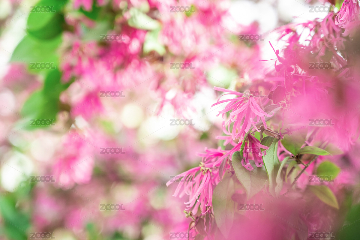夢(mèng)幻玫紅色檵木花背景素材（主預(yù)覽-9067311） - 未分類 - 站酷設(shè)計(jì)師風(fēng)暴麗麗原創(chuàng)素材 - 站酷ZCOOL