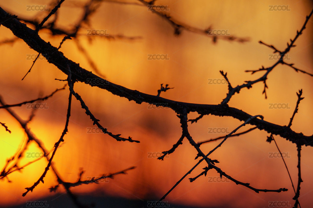 黃昏枯樹枝剪影（主預(yù)覽-1040103） - 未分類 - 站酷設(shè)計(jì)師快門俠yang原創(chuàng)素材 - 站酷ZCOOL