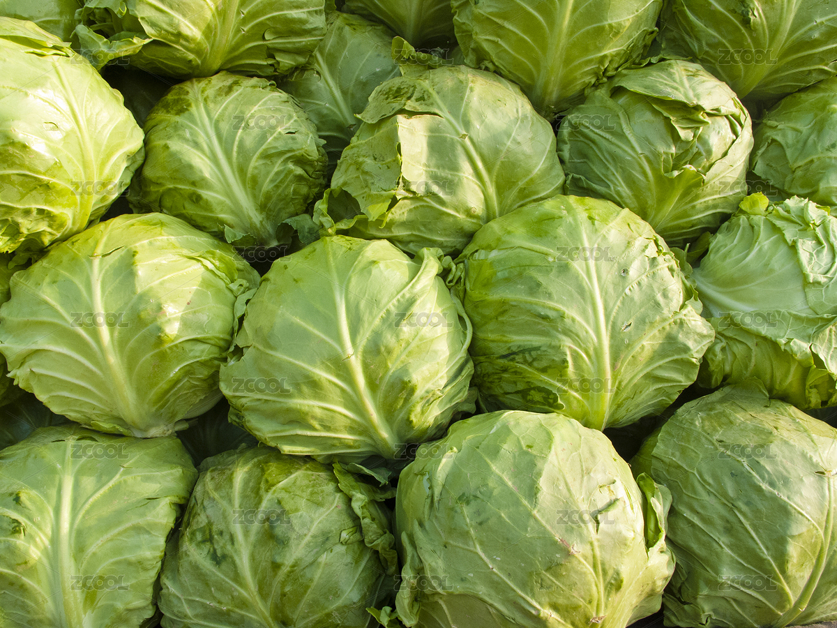 石家莊市，菜市場，卷心菜（主預(yù)覽-8829382） - 未分類 - 站酷設(shè)計師hbsjzyjh原創(chuàng)素材 - 站酷ZCOOL