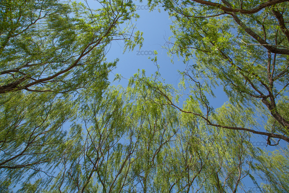 低視角拍柳樹葉（主預覽-7122917） - 未分類 - 站酷設計師八零后小象原創(chuàng)素材 - 站酷ZCOOL