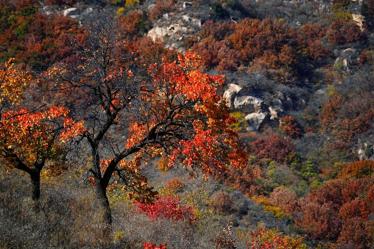 北京密云山中秋景（主預覽-9069524） - 未分類 - 站酷設計師colins123原創(chuàng)素材 - 站酷ZCOOL