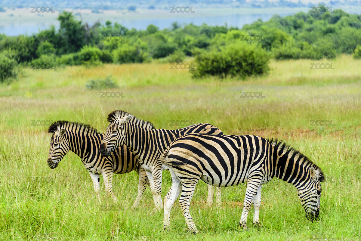 非洲南非匹林斯堡國(guó)家公園中的斑馬（主預(yù)覽-1866580） - 未分類 - 站酷設(shè)計(jì)師健忘的行攝世界原創(chuàng)素材 - 站酷ZCOOL