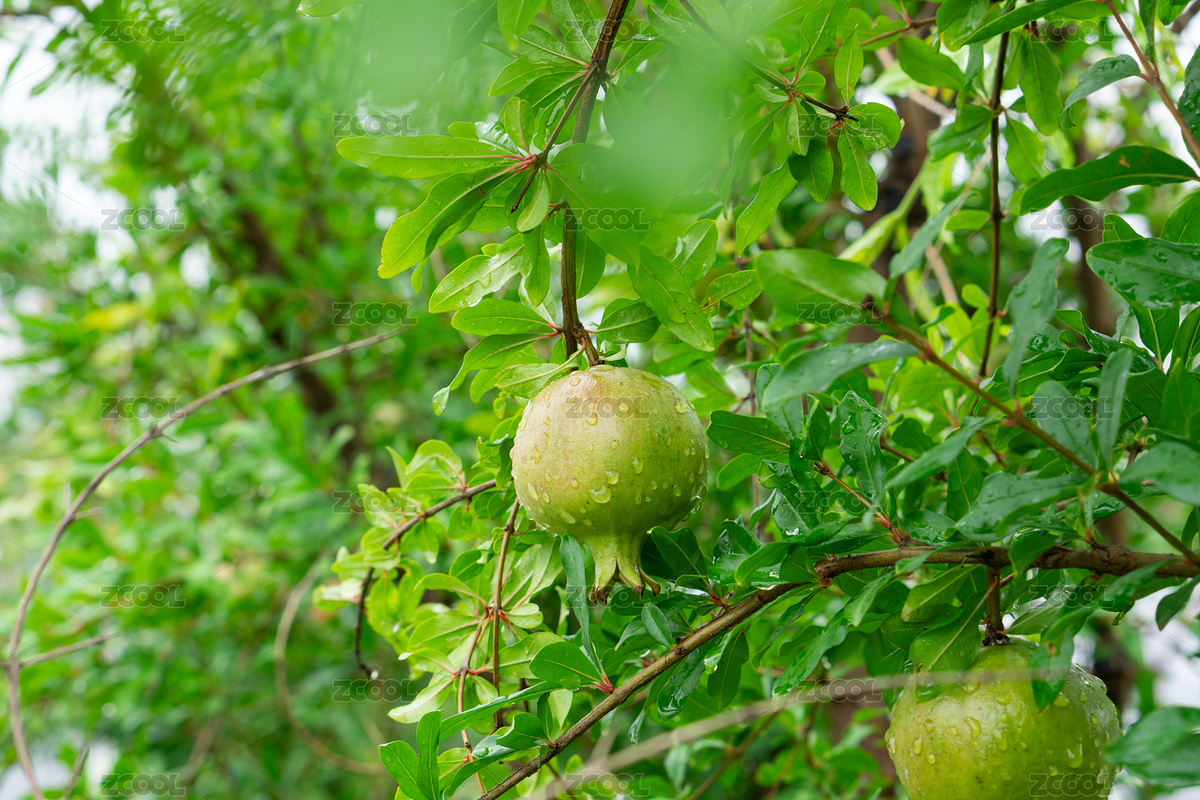 夏天雨后的石榴樹和石榴（主預(yù)覽-9558822） - 未分類 - 站酷設(shè)計師藍(lán)色小小原創(chuàng)素材 - 站酷ZCOOL