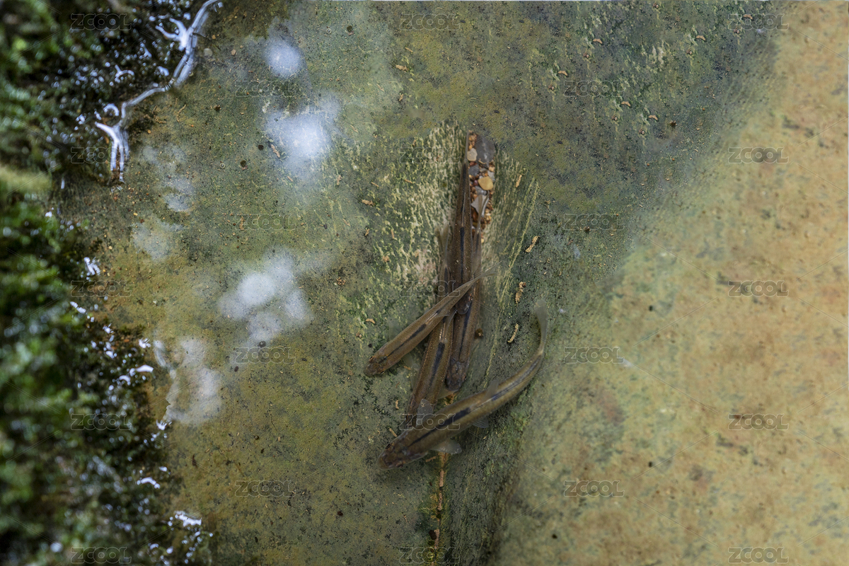 夏季入暑山澗魚兒享清涼（主預(yù)覽-6350260） - 未分類 - 站酷設(shè)計師蟲兒飛a原創(chuàng)素材 - 站酷ZCOOL