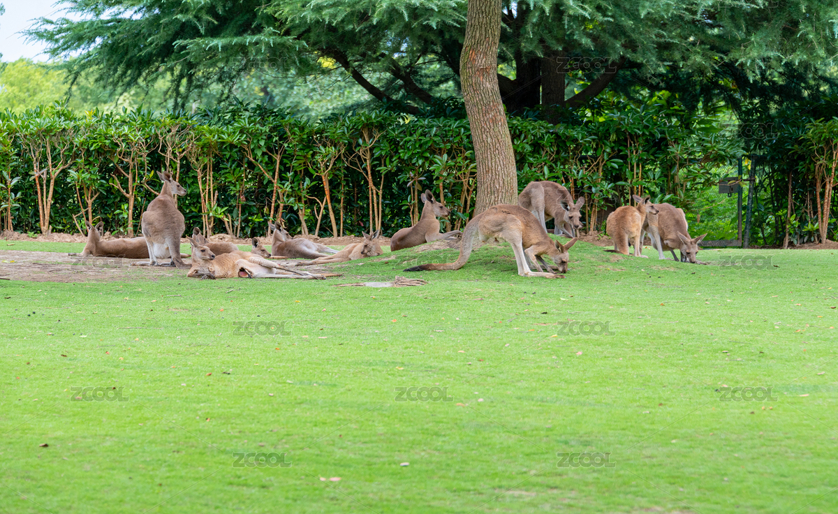 上海野生動(dòng)物園里的袋鼠特寫（主預(yù)覽-1682543） - 未分類 - 站酷設(shè)計(jì)師明湖水原創(chuàng)素材 - 站酷ZCOOL