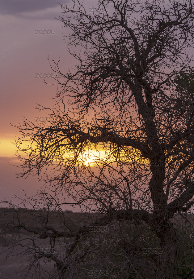 內(nèi)蒙額濟(jì)納齊傍晚暮色下枯死的胡楊怪樹林（主預(yù)覽-8230166） - 未分類 - 站酷設(shè)計(jì)師青稞的后來原創(chuàng)素材 - 站酷ZCOOL