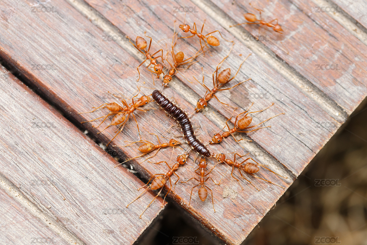 木板上正在捕食的一群红色蚂蚁（主预览-5335701） - 未分类 - 站酷设计师Gang29_F原创素材 - 站酷ZCOOL