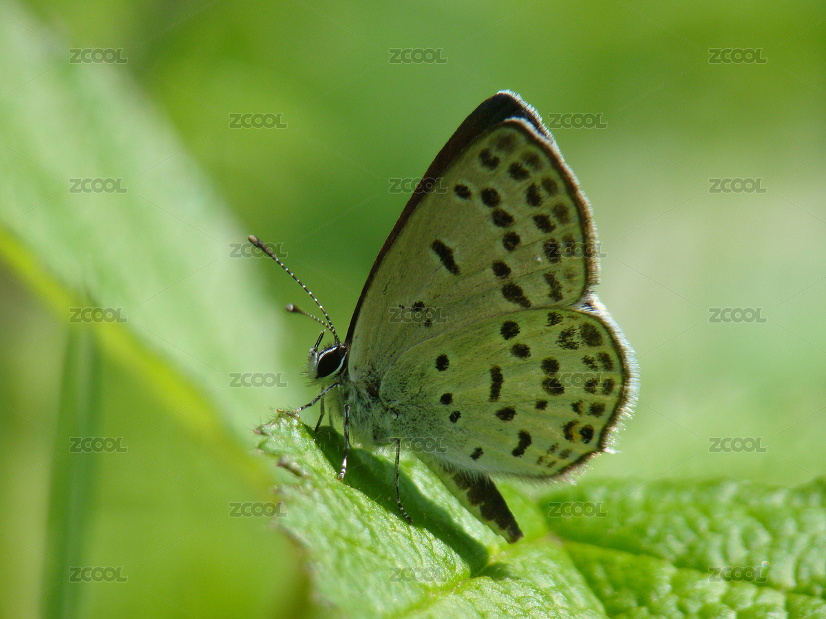 綠色植物葉上的大衛(wèi)玄灰蝶（主預(yù)覽-7318683） - 未分類 - 站酷設(shè)計(jì)師品空原創(chuàng)素材 - 站酷ZCOOL