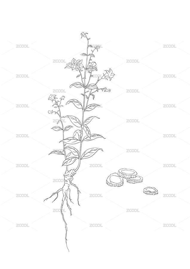 中草藥插畫桔梗（主預(yù)覽-9438264） - 未分類 - 站酷設(shè)計師禾小he原創(chuàng)素材 - 站酷ZCOOL