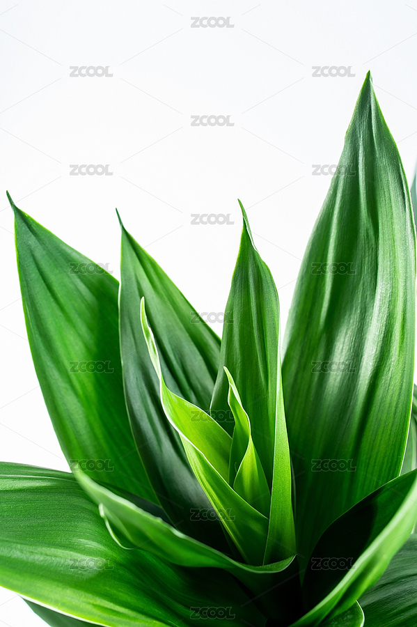 翠綠的水培植物富貴竹葉子特寫（主預(yù)覽-8100437） - 未分類 - 站酷設(shè)計師風(fēng)暴麗麗原創(chuàng)素材 - 站酷ZCOOL