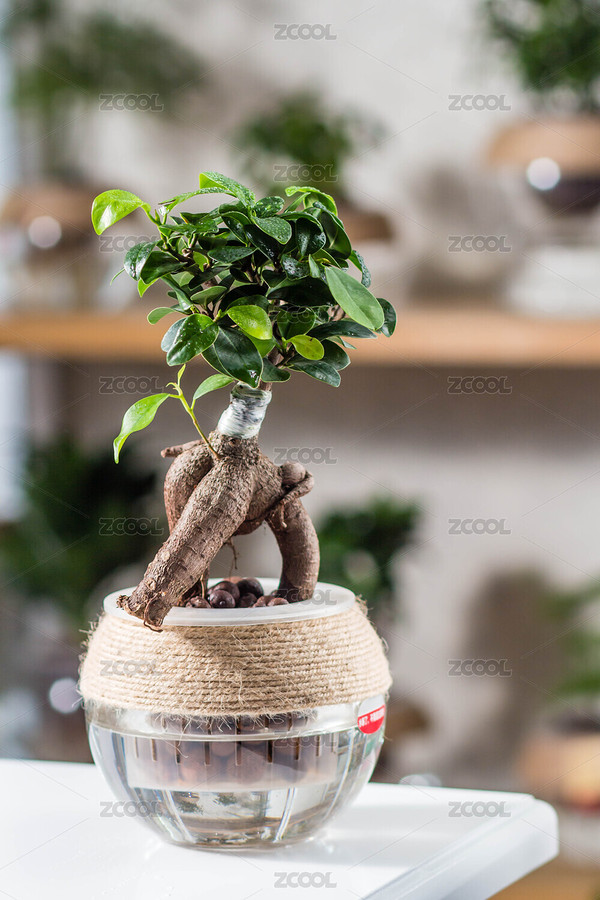 唯美清新的水培植物綠色玉樹（主預(yù)覽-5329601） - 未分類 - 站酷設(shè)計(jì)師云2018原創(chuàng)素材 - 站酷ZCOOL