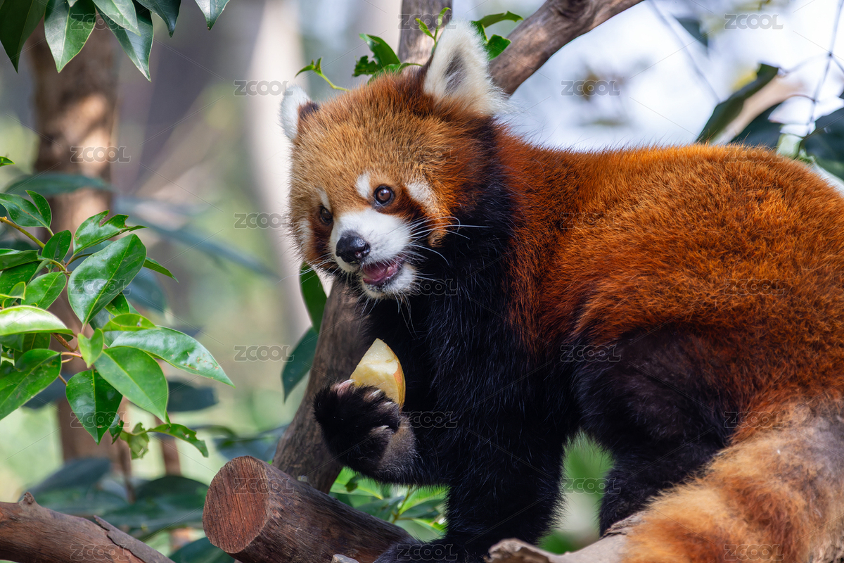 可爱小熊猫（主预览-12685524） - 未分类 - 站酷设计师核桃苏本苏原创素材 - 站酷ZCOOL