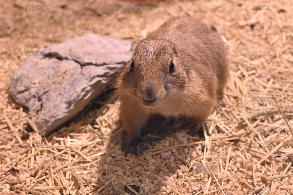 可愛的土撥鼠（主預(yù)覽-11603579） - 未分類 - 站酷設(shè)計(jì)師闊以克原創(chuàng)素材 - 站酷ZCOOL