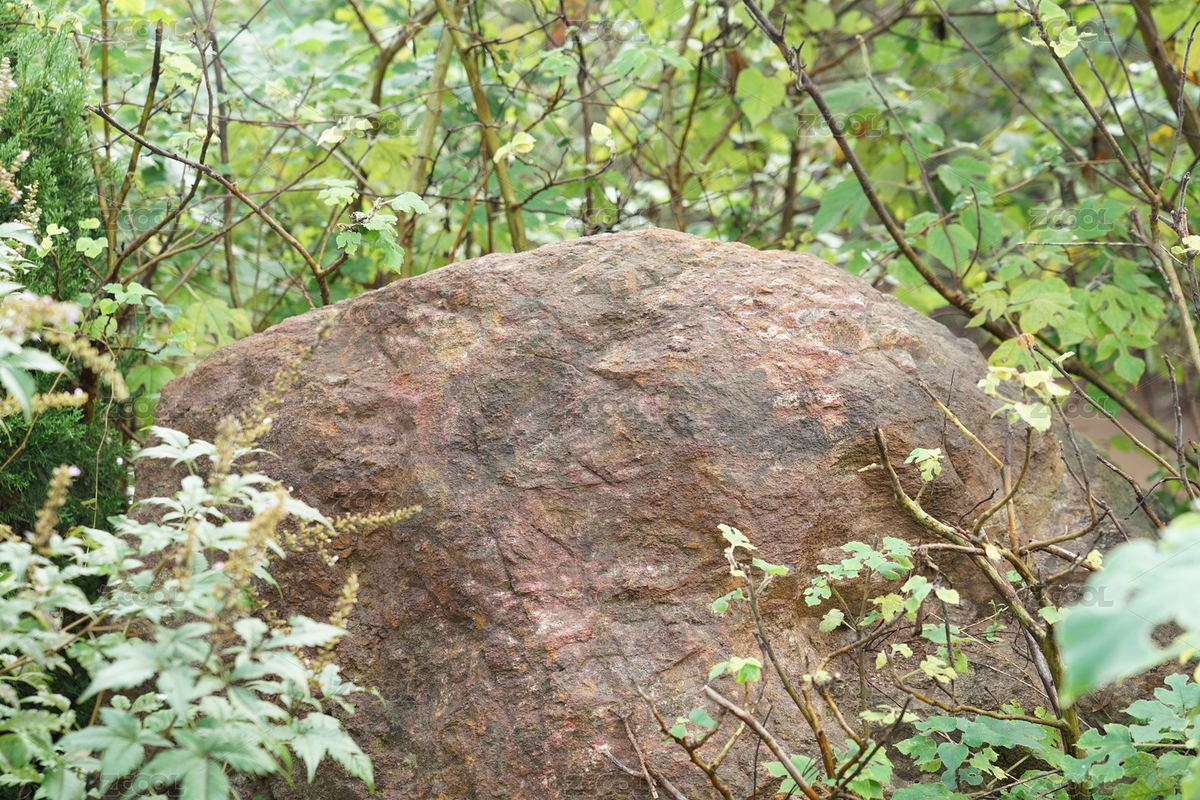 树丛中的石头（主预览-3165149） - 未分类 - 站酷设计师GUFan_fan原创素材 - 站酷ZCOOL