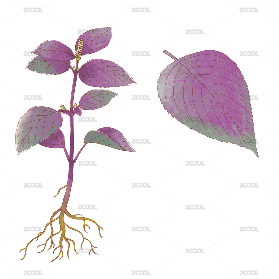 手繪水彩中藥藥材紫蘇葉插畫（主預(yù)覽-6317661） - 未分類 - 站酷設(shè)計(jì)師萌萌的小姐姐原創(chuàng)素材 - 站酷ZCOOL