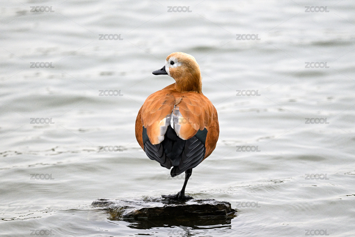 站在水邊的赤麻鴨（主預覽-12324202） - 未分類 - 站酷設計師金翅大鵬原創(chuàng)素材 - 站酷ZCOOL