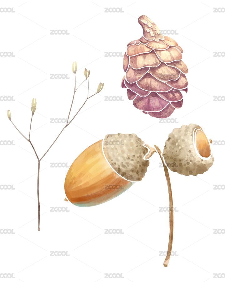 秋天收獲松子松果干花干果標(biāo)本水彩插畫手繪（主預(yù)覽-1627693） - 未分類 - 站酷設(shè)計(jì)師手繪小媛原創(chuàng)素材 - 站酷ZCOOL