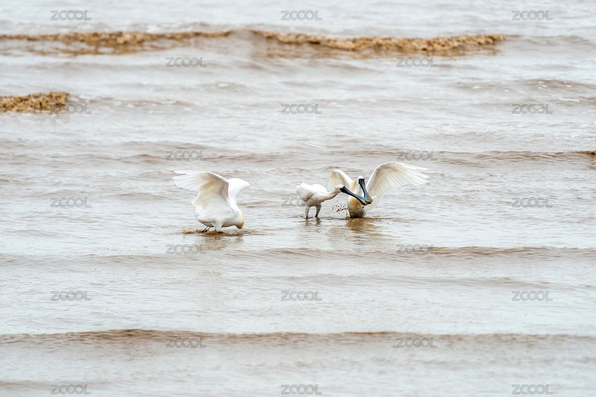 黑臉琵鷺漫步在海濱淺水區(qū)域覓食（主預(yù)覽-7721195） - 未分類 - 站酷設(shè)計(jì)師sunny0756原創(chuàng)素材 - 站酷ZCOOL