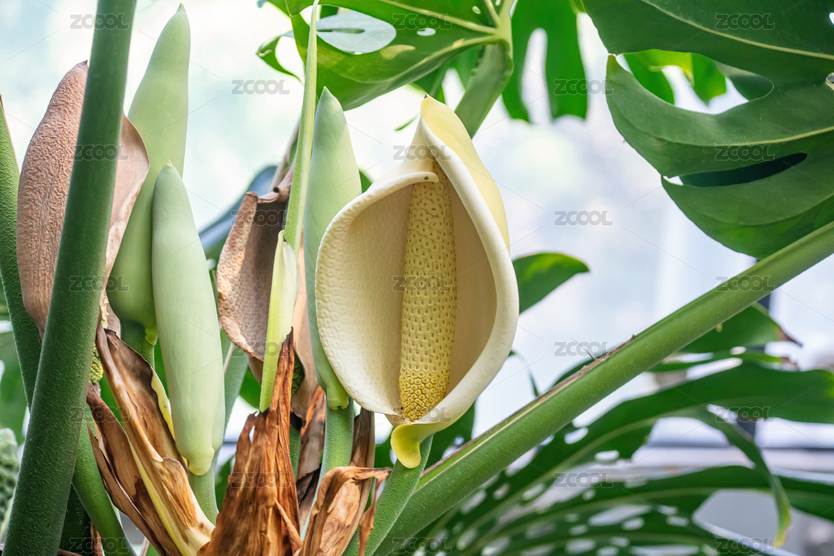 龜背竹特寫（主預(yù)覽-8726708） - 未分類 - 站酷設(shè)計(jì)師linfu041230原創(chuàng)素材 - 站酷ZCOOL