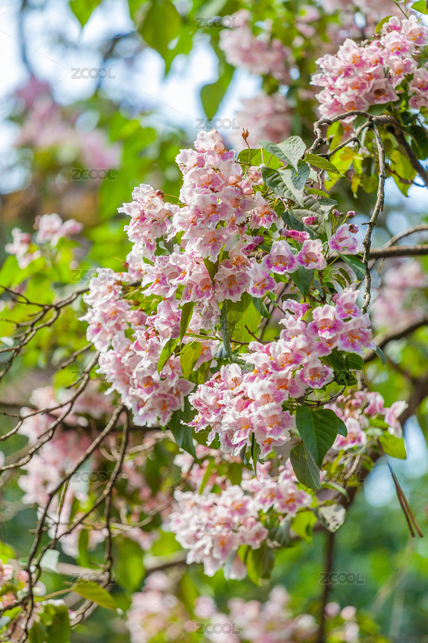 杭州吳山中興東岳廟里的楸樹花（主預(yù)覽-8436747） - 未分類 - 站酷設(shè)計(jì)師茄子小兩口原創(chuàng)素材 - 站酷ZCOOL