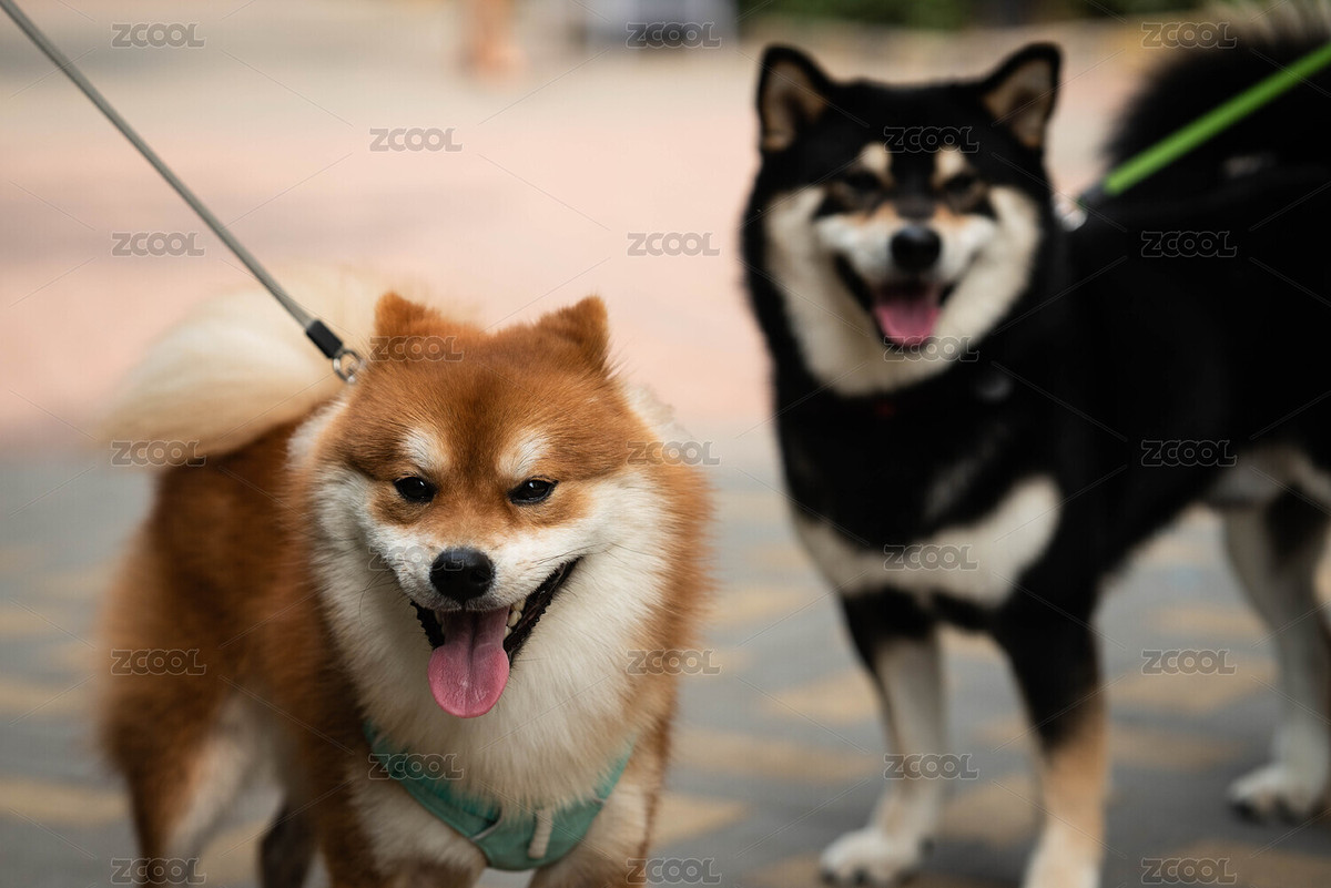 一黑一黃兩只可愛的柴犬（主預覽-8576738） - 未分類 - 站酷設(shè)計師liuzhihua1977原創(chuàng)素材 - 站酷ZCOOL