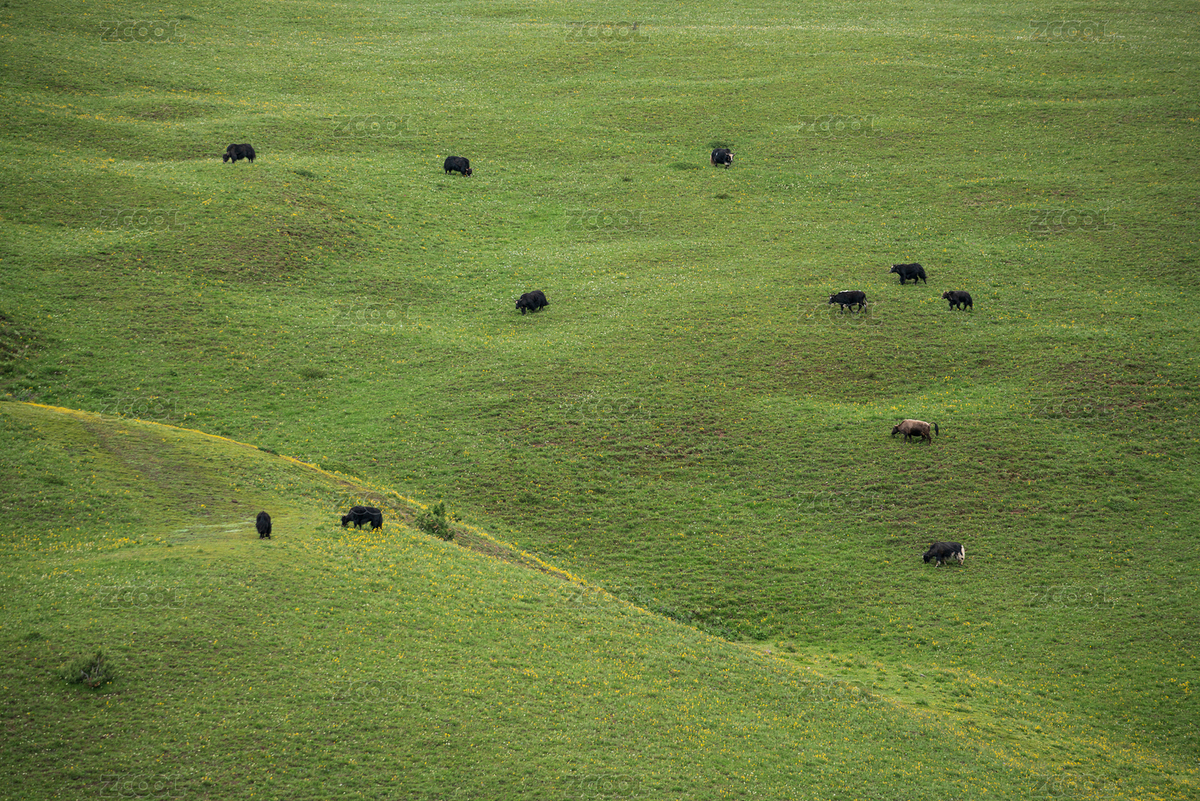 高山草甸上的牦牛群（主預(yù)覽-11130230） - 未分類 - 站酷設(shè)計(jì)師奧利奧泡餅干原創(chuàng)素材 - 站酷ZCOOL