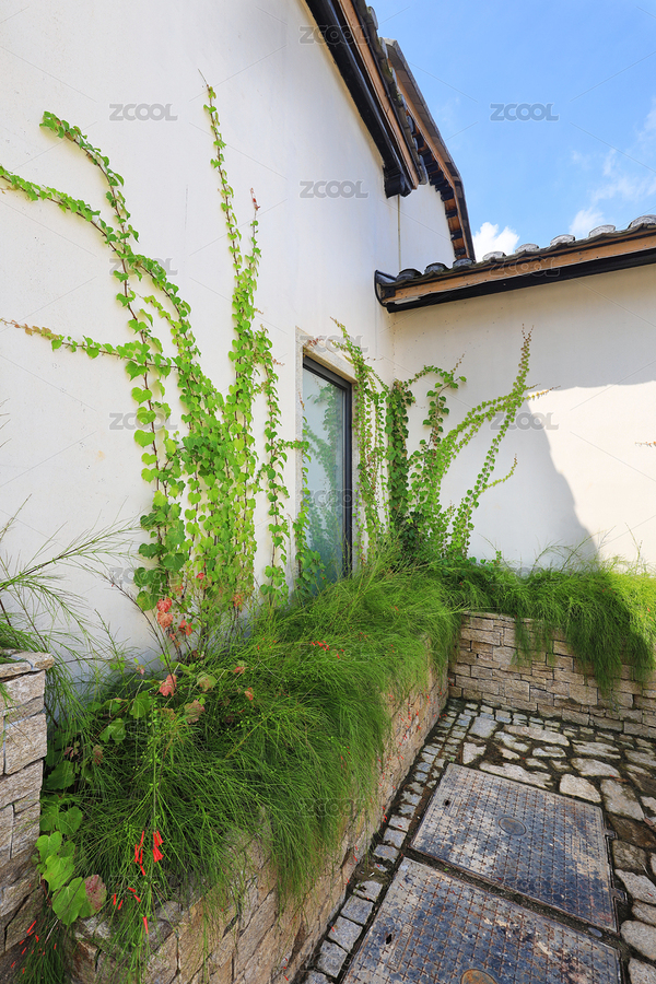 惠州市惠陽(yáng)區(qū)秋長(zhǎng)鳳悅谷里墻上的植物（主預(yù)覽-9000039） - 未分類 - 站酷設(shè)計(jì)師stonephoto8223原創(chuàng)素材 - 站酷ZCOOL