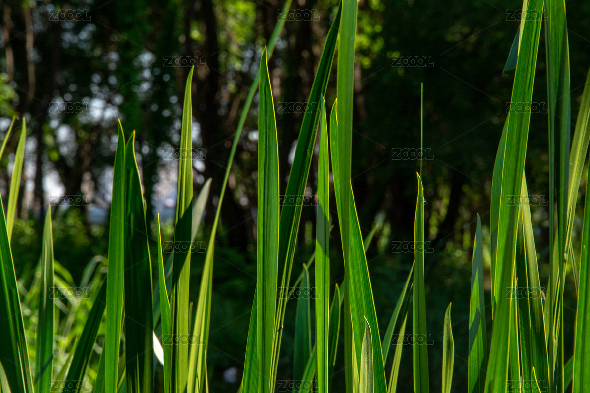 夏天戶外岸邊長滿了翠綠的菖蒲（主預(yù)覽-3165614） - 未分類 - 站酷設(shè)計(jì)師八戒布衣原創(chuàng)素材 - 站酷ZCOOL