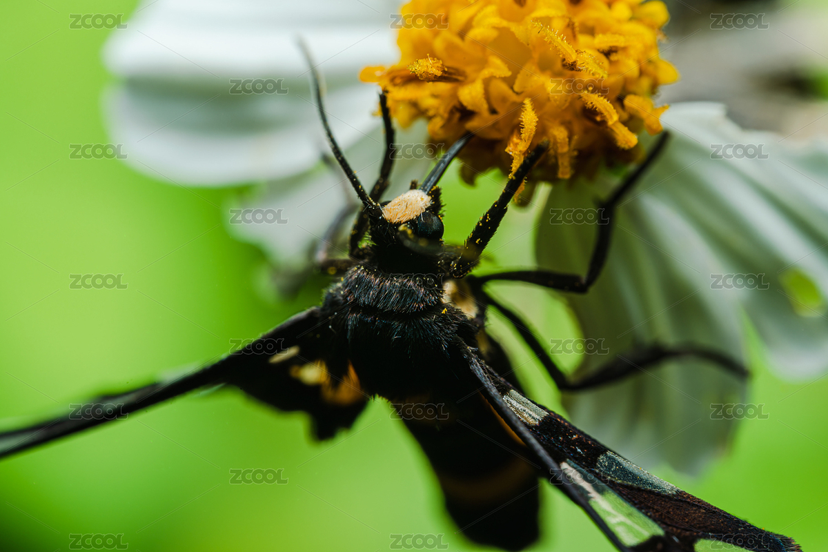 吸食花蜜的鹿蛾（主預(yù)覽-4321892） - 未分類 - 站酷設(shè)計師Fez4mwH73A原創(chuàng)素材 - 站酷ZCOOL