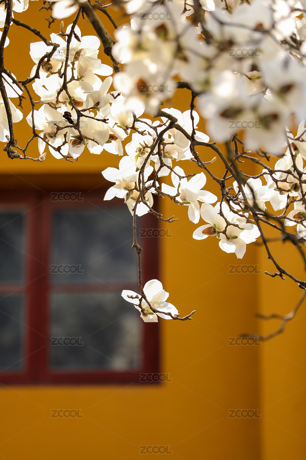 中國(guó)杭州法喜寺樹(shù)齡500年的白玉蘭（主預(yù)覽-4745443） - 未分類(lèi) - 站酷設(shè)計(jì)師初小夏夏原創(chuàng)素材 - 站酷ZCOOL