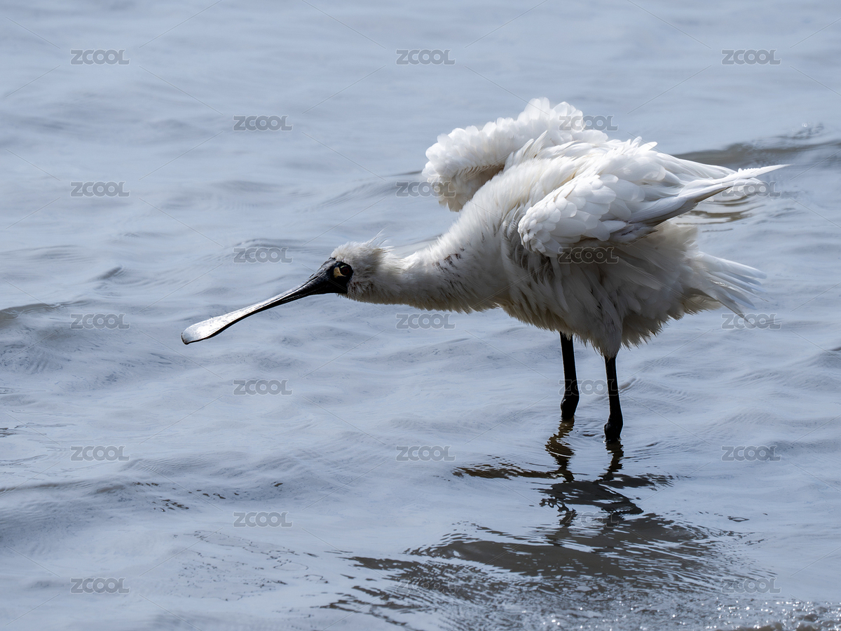 黑臉琵鷺（主預(yù)覽-2340116） - 未分類 - 站酷設(shè)計(jì)師楊寶漢原創(chuàng)素材 - 站酷ZCOOL