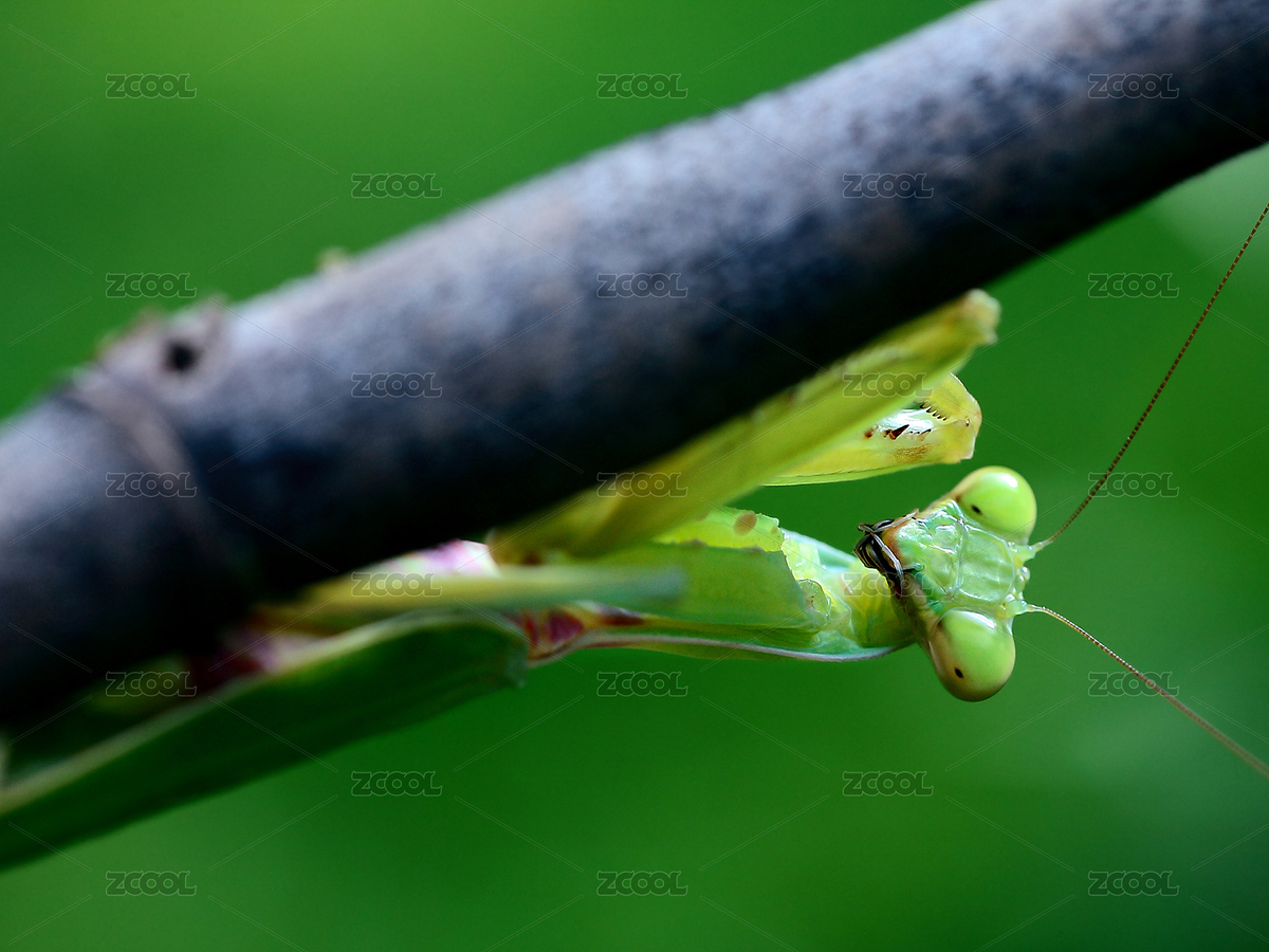 螳螂（主預(yù)覽-1973607） - 未分類 - 站酷設(shè)計師waiwaiyy1999原創(chuàng)素材 - 站酷ZCOOL