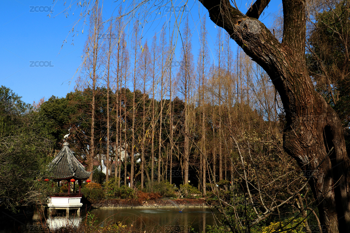 冬晴老樹杉林韻（主預(yù)覽-9249835） - 未分類 - 站酷設(shè)計師0ZWbs5h10R原創(chuàng)素材 - 站酷ZCOOL