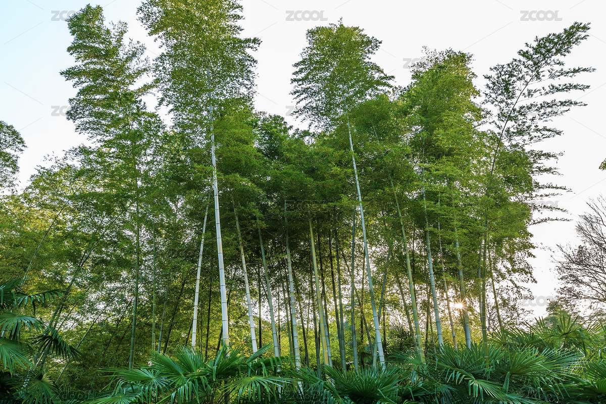 翠綠色的挺拔高聳的竹林美景（主預覽-4729819） - 未分類 - 站酷設計師秋影隨風原創(chuàng)素材 - 站酷ZCOOL