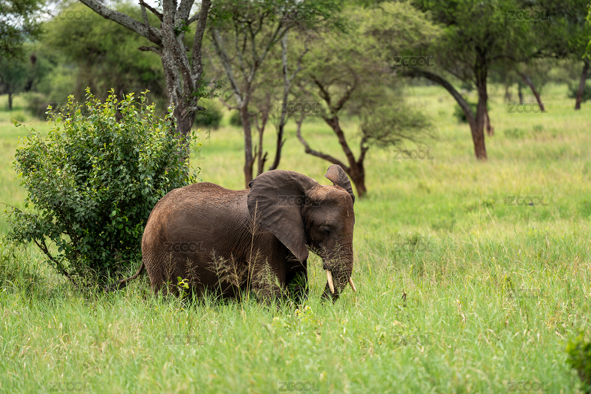 坦桑尼亞大草原非洲象（主預(yù)覽-4828293） - 未分類 - 站酷設(shè)計師9Lt7TxOWR2原創(chuàng)素材 - 站酷ZCOOL