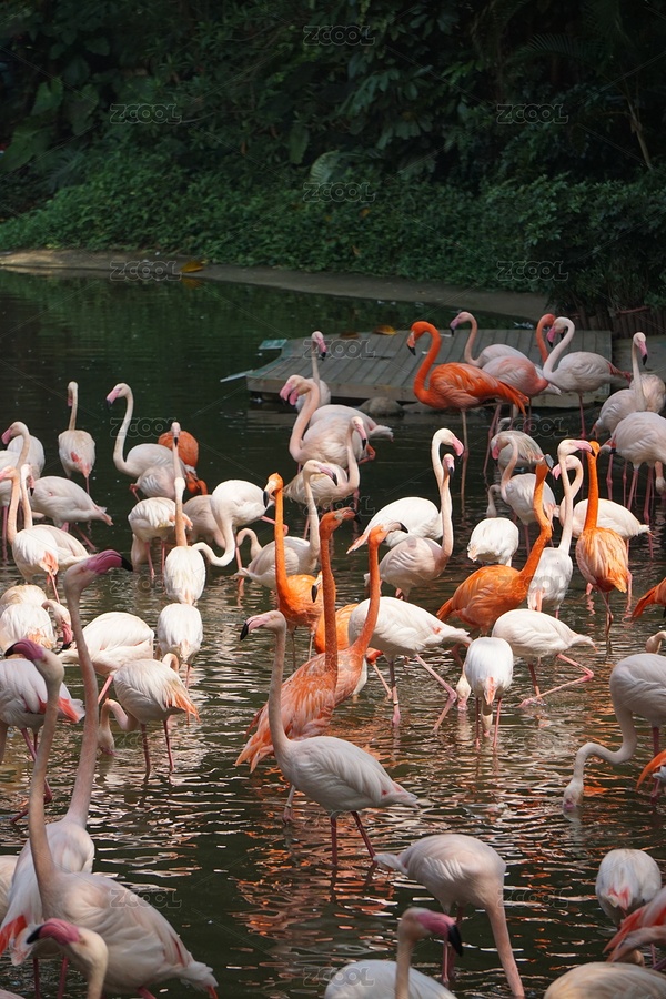 火烈鳥（主預(yù)覽-220783） - 未分類 - 站酷設(shè)計師laosi_w原創(chuàng)素材 - 站酷ZCOOL