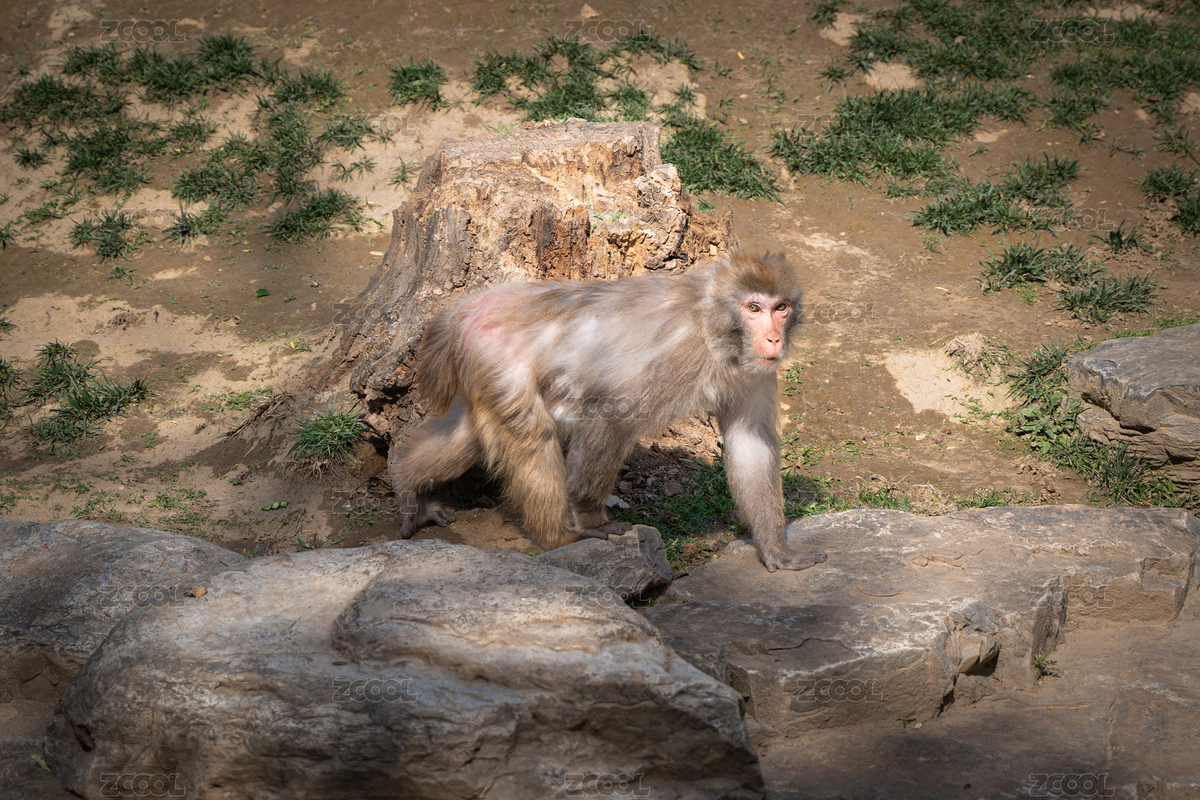 猕猴在地上行走（主预览-8201491） - 未分类 - 站酷设计师文朴先生原创素材 - 站酷ZCOOL